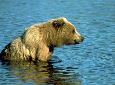 grizzly bear in water