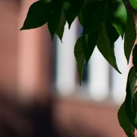 ASU's Richardson Hall with leaves