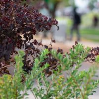 Adams State Campus Scenery with student walking in the background