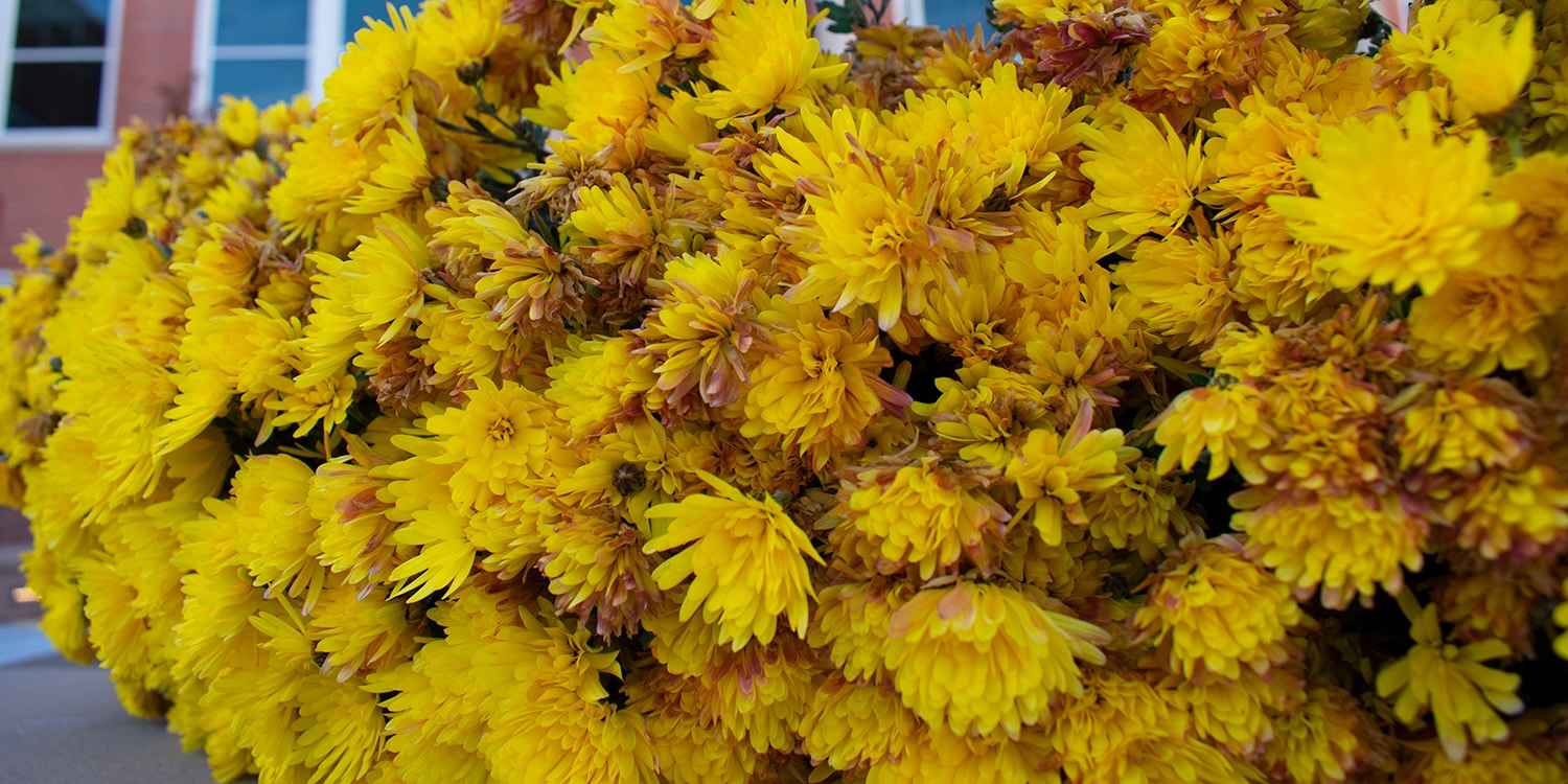 yellow marigolds