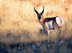 pronghorn antelope in tall grass