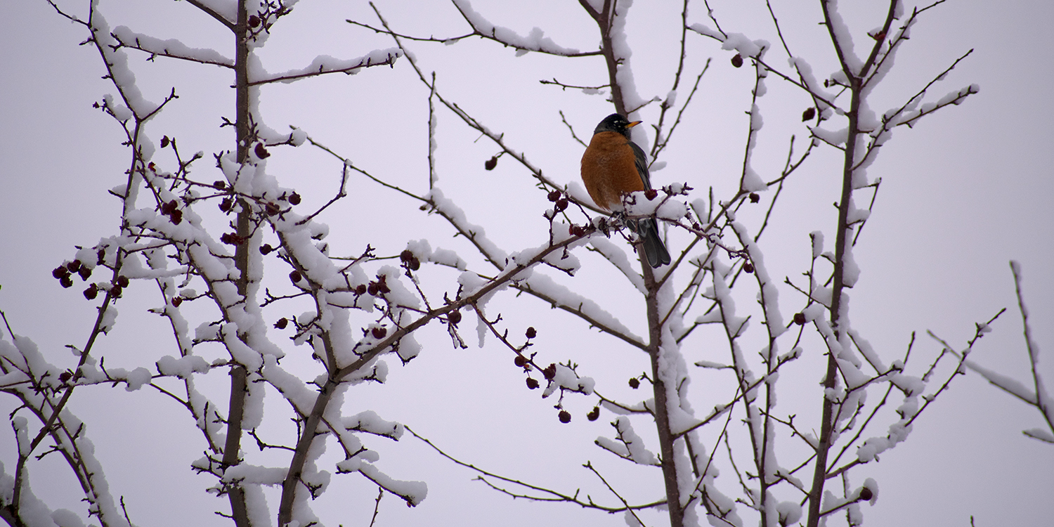 bird on snow covered tree branches