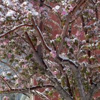 crab apple tree in blossom