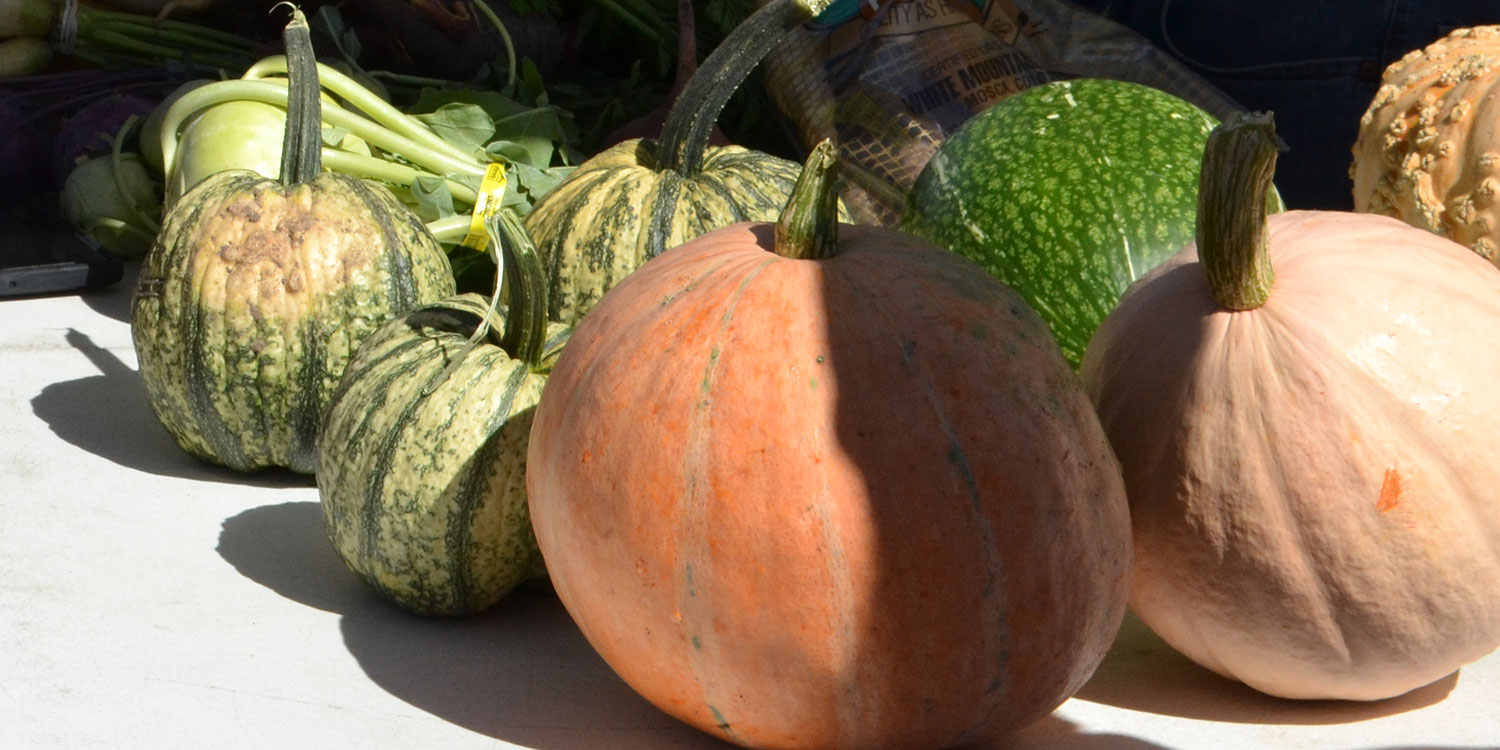 pumpkins and other squash