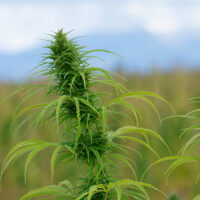 SLV Hemp Field