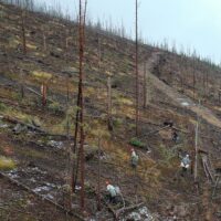 Land Life reforest areas of2018 spring creek fire
