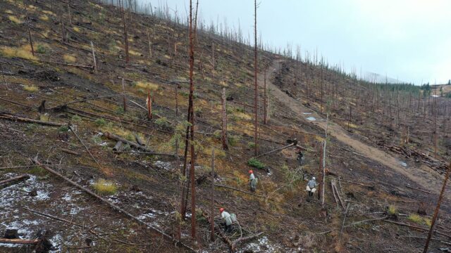 Land Life reforest areas of2018 spring creek fire