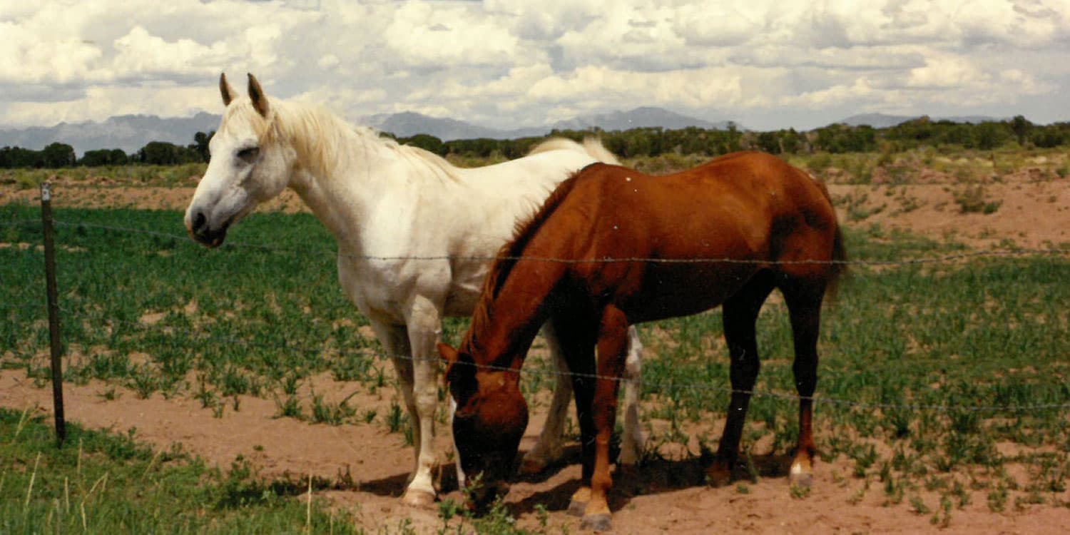 two horses in pasture