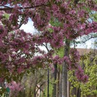 Adams State campus spring flowers