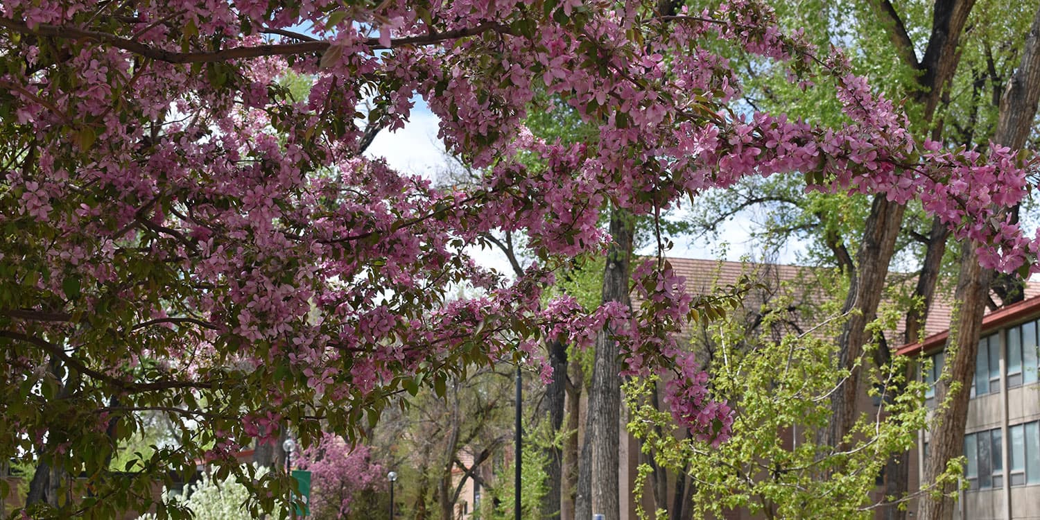 Adams State campus spring flowers