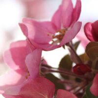 Adams State University Crab Apple Blossoms