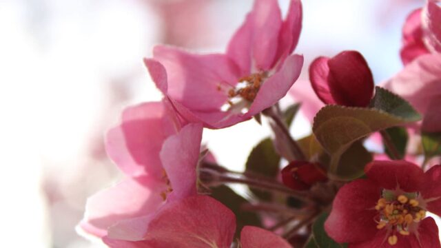 Adams State University Crab Apple Blossoms