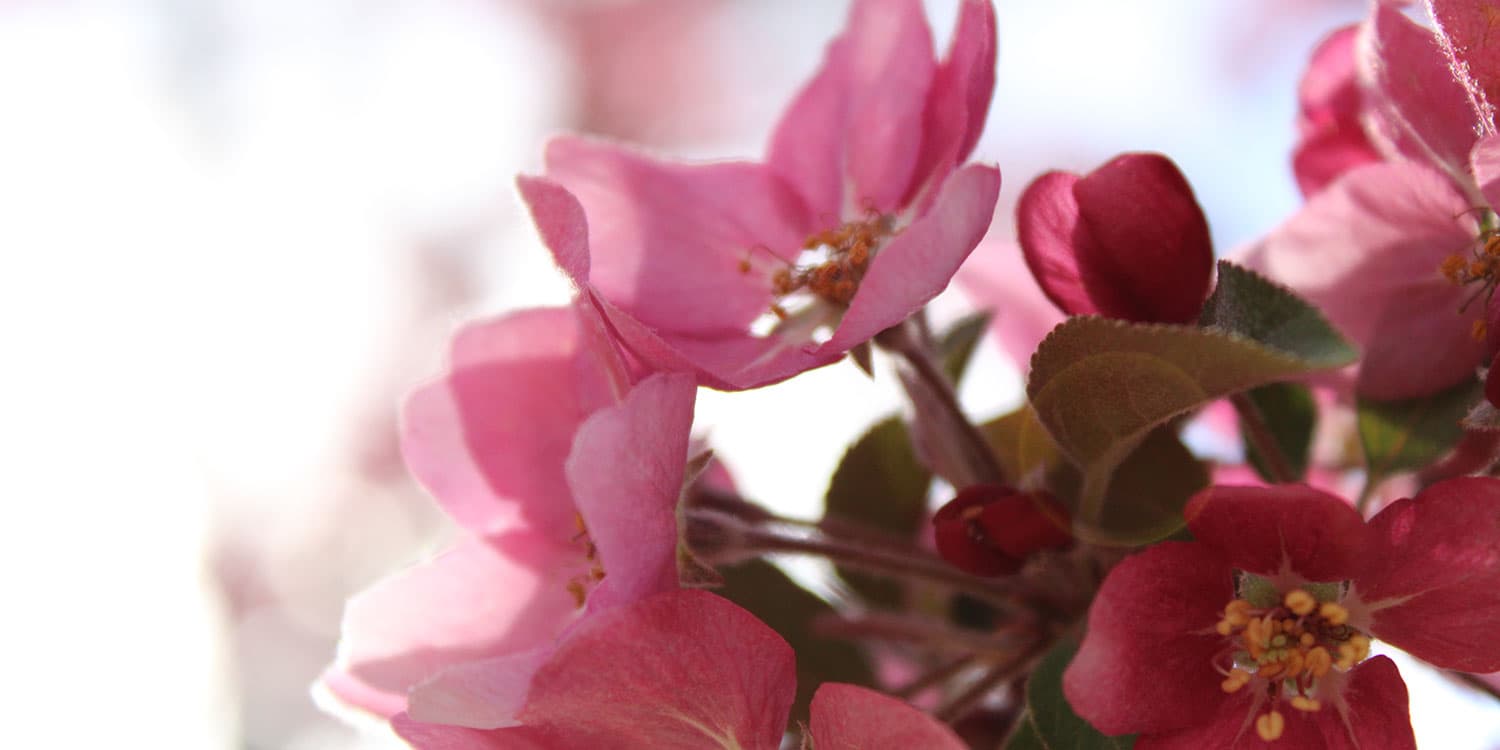 Adams State University Crab Apple Blossoms
