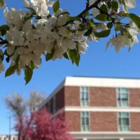 Adams State University campus white flowers crab apple tree