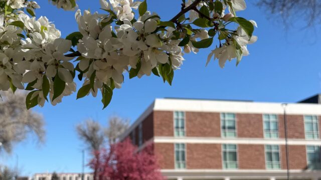 Adams State University campus white flowers crab apple tree