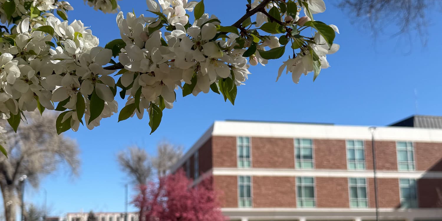 Adams State University campus white flowers crab apple tree