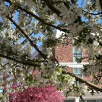 Adams State University McDaniel Hall with flowering trees