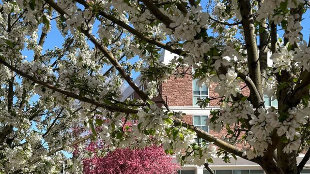 Adams State University McDaniel Hall with flowering trees