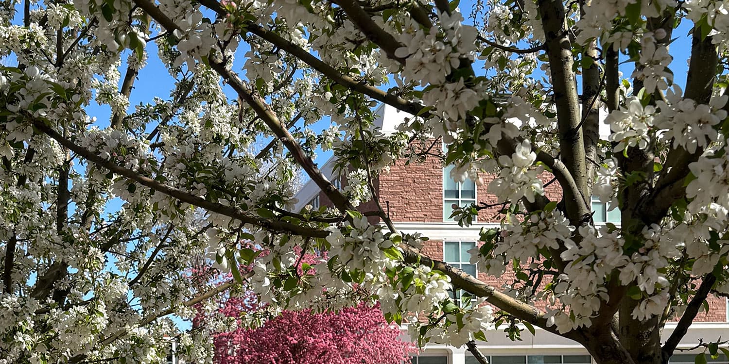 Adams State University McDaniel Hall with flowering trees