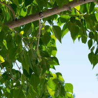 Adams State University Campus Photo of green tree leaves and blue sky