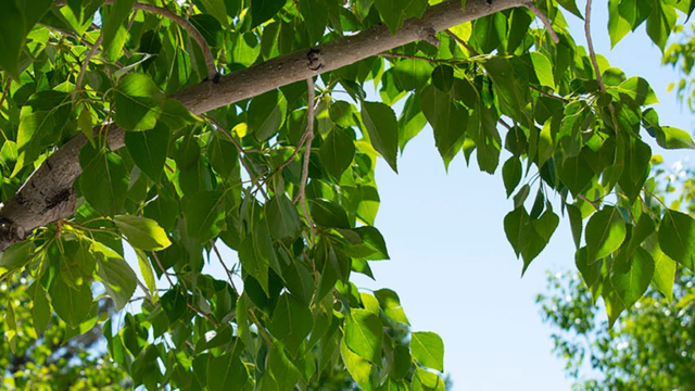 Adams State University Campus Photo of green tree leaves and blue sky