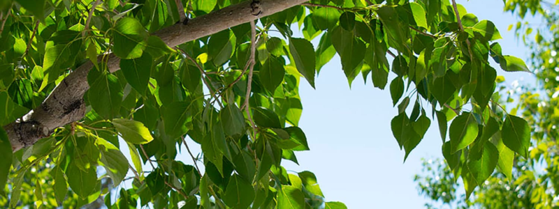 Adams State University Campus Photo of green tree leaves and blue sky