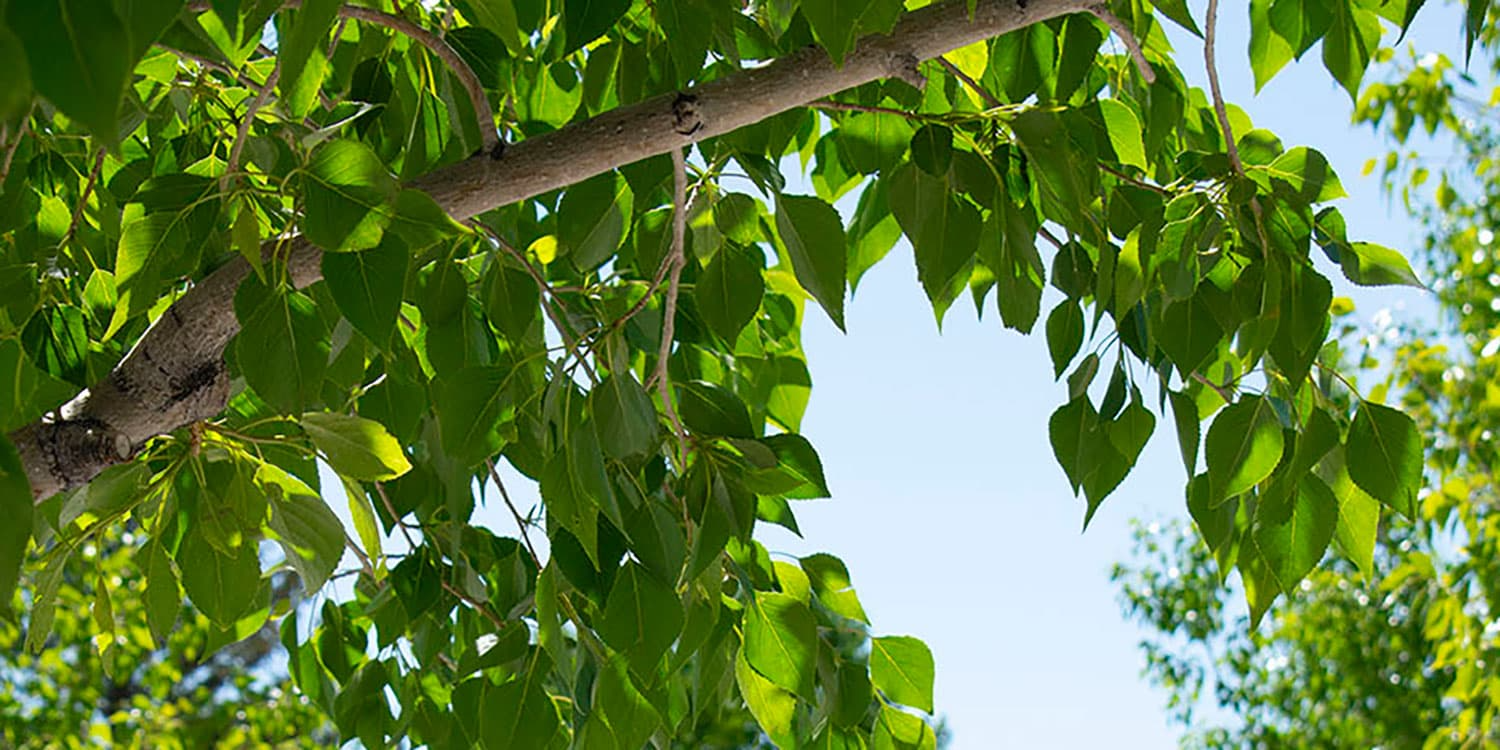 Adams State University Campus Photo of green tree leaves and blue sky