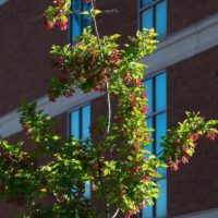 Adams State University McDaniel Hall with red berries on tree