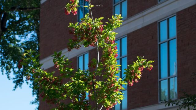 Adams State University McDaniel Hall with red berries on tree