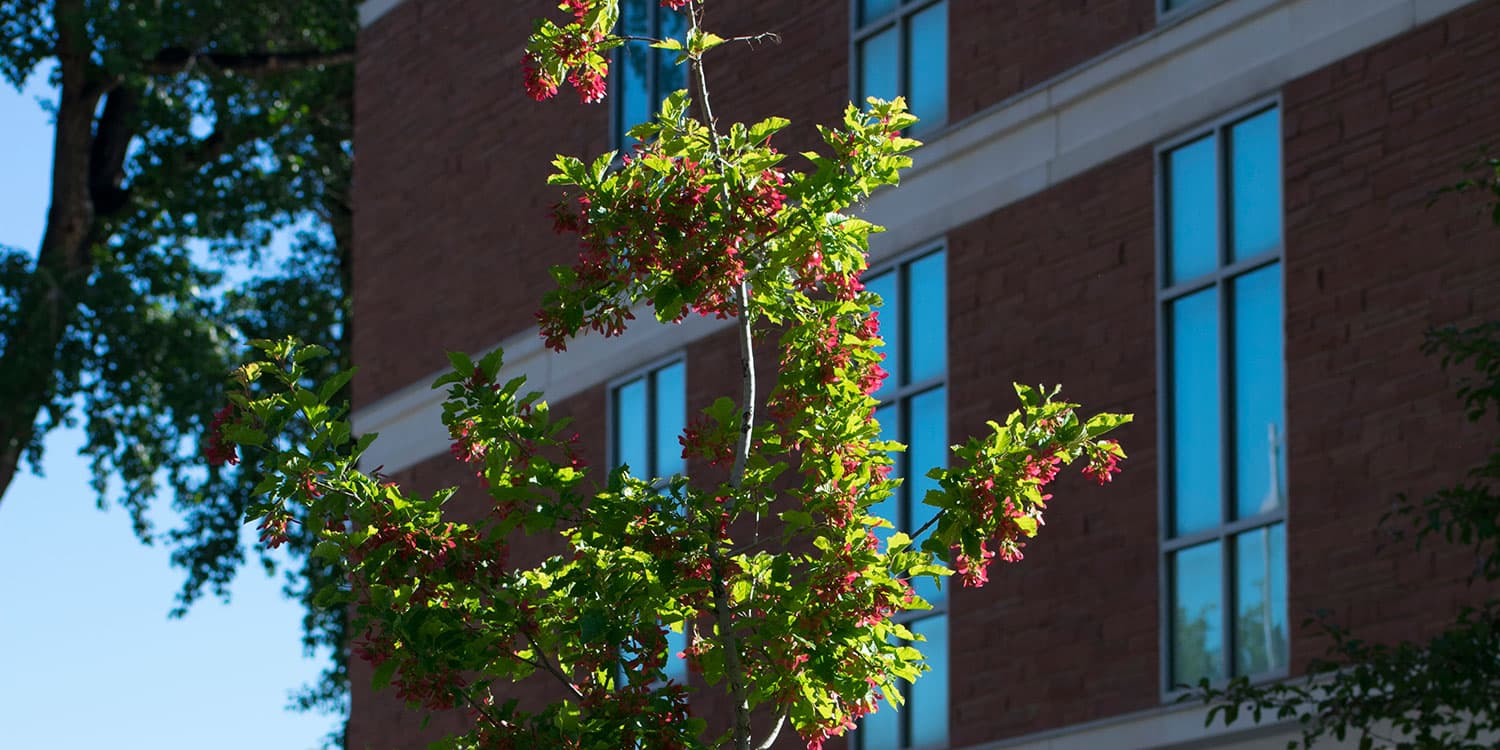 Adams State University McDaniel Hall with red berries on tree