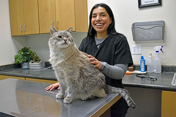 Adams State University internship Lisseth Lemus caring for cat at Alamosa Alpine Veterinarian Clinic