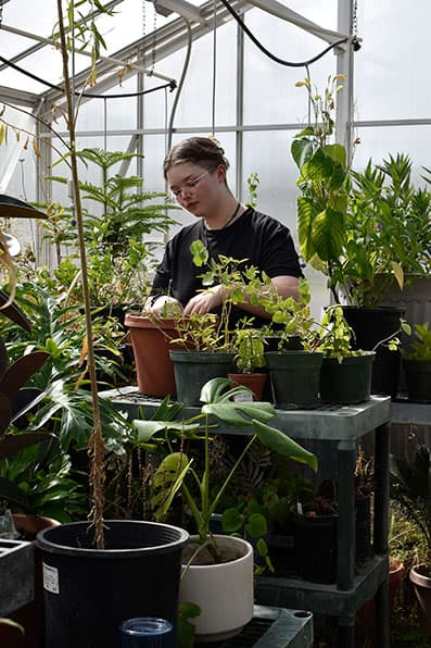 Adams State University internship Stella Donald caring for plants in campus greenhouse