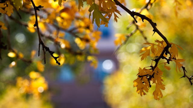 Adams State University Campus Fall Colors gold and yellow leaves