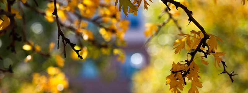 Adams State University Campus Fall Colors gold and yellow leaves