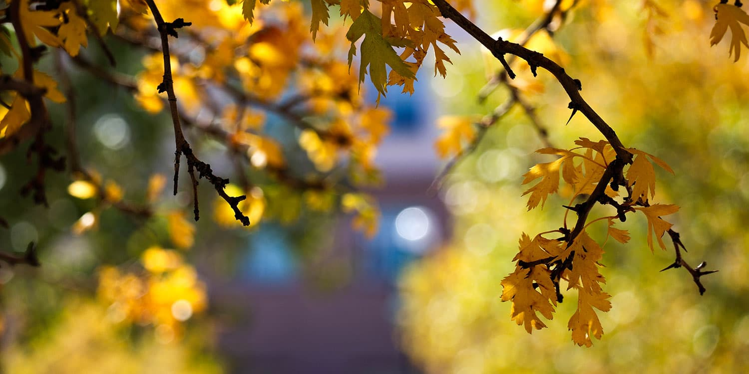 Adams State University Campus Fall Colors gold and yellow leaves